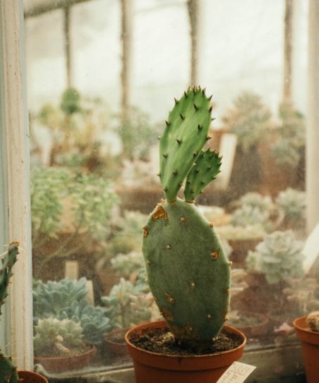 Cactus